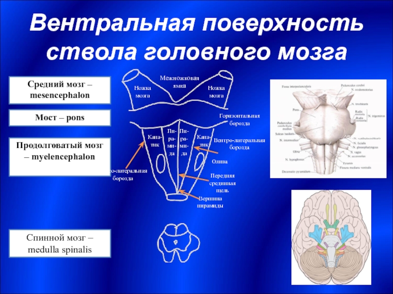 Ствол головного мозга презентация