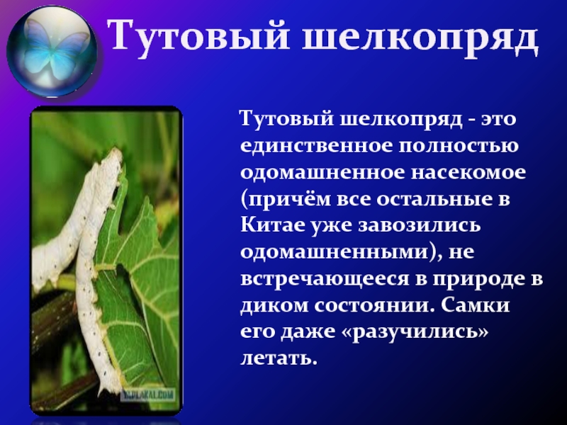 Рассмотрите изображение одомашненного насекомого как называют это насекомое какую пользу гусеница