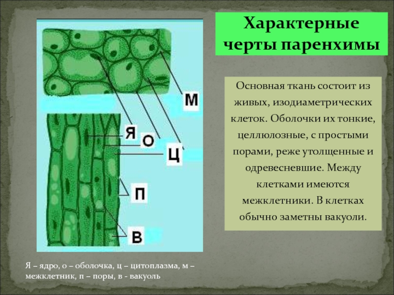 Особенности внутреннего строения элодеи. Межклетникиткань растений. Ткань листа элодеи. Механическая ткань у элодеи. Прозенхимные и паренхимные клетки листа элодеи.
