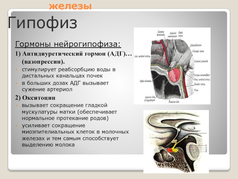Гипофиз эндокринная железа. Управляющие эндокринные железы. Эндокринные железы гипофиз. Вазопрессин эндокринная железа. Антидиуретический гормон (АДГ).