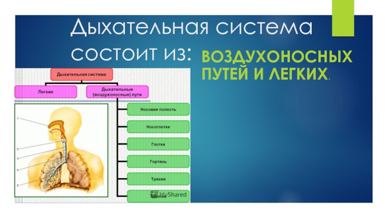 Система состоит из. Система дыхания состоит из. Дыхательная система воздухоносные пути легкие. Дыхательная система состоит из воздухоносных. Система органов дыхания состоит из.