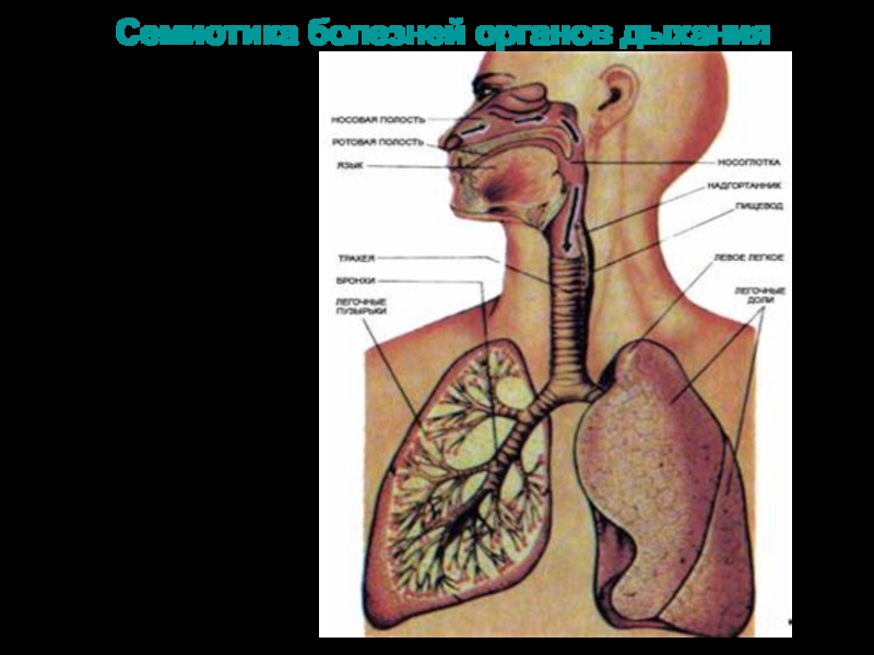 Семиотика болезней органов дыхания