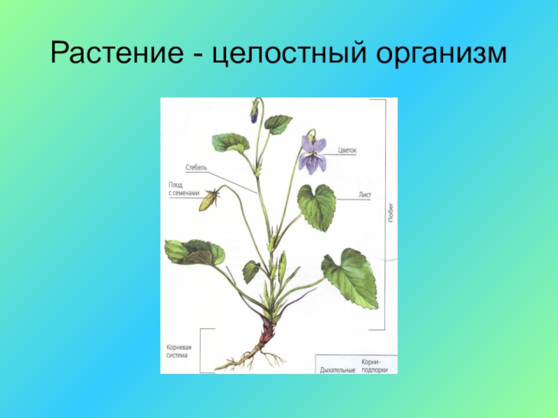 3 организма растений. Растения целостный организм 6 класс биология. Цветок целостный организм. Растения цедостины ОРГАНИЗМВ. Растение как целостный организм.