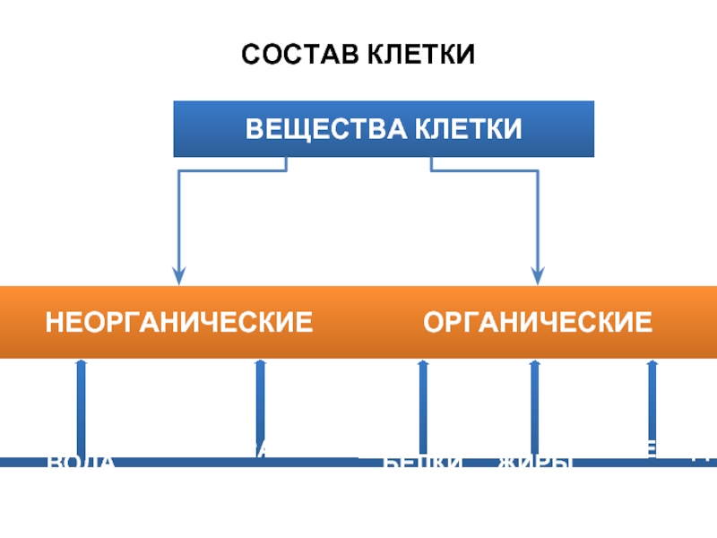 Про химический состав клетки