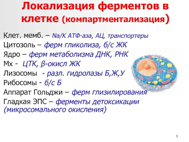 Компартментализация клетки презентация