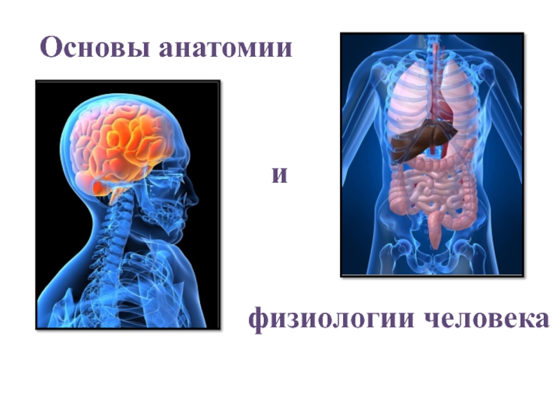 Чем отличается анатомия от физиологии. Основы анатомии и физиологии. Основы анатомии и физиологии человека. Основы анатомии и физиологии человека конспект. Основы анатомии и физиологии человека конспект МЧС.