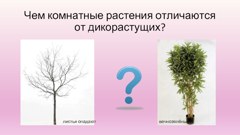 Чем комнатные растения отличаются от дикорастущих? листья опадаютвечнозелёные