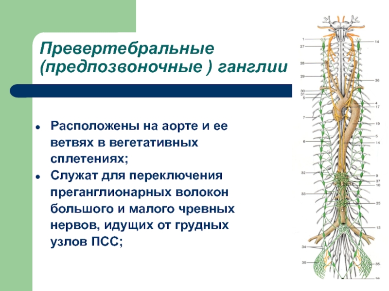 Функциональная анатомия вегетативной нервной системы презентация