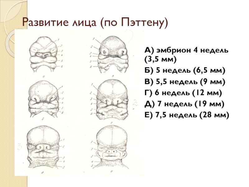 Формирование лица. Развитие лица (по Пэттену). Развитие черепа по Пэттену. Развитие лица 5-6 неделя.