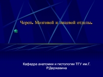 Череп. Мозговой и лицевой отделы