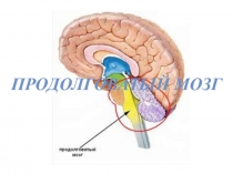 Продолговатый мозг