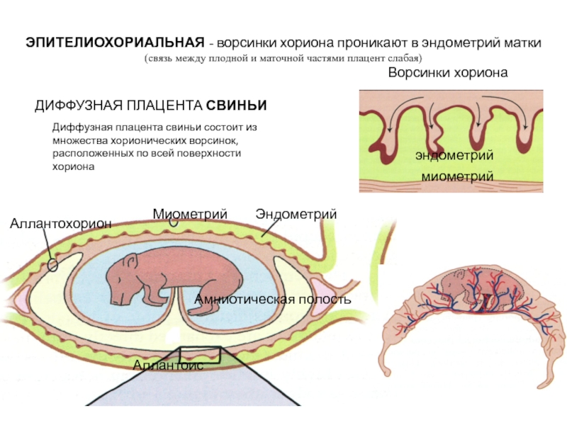 Беременность и роды 8 класс биология презентация