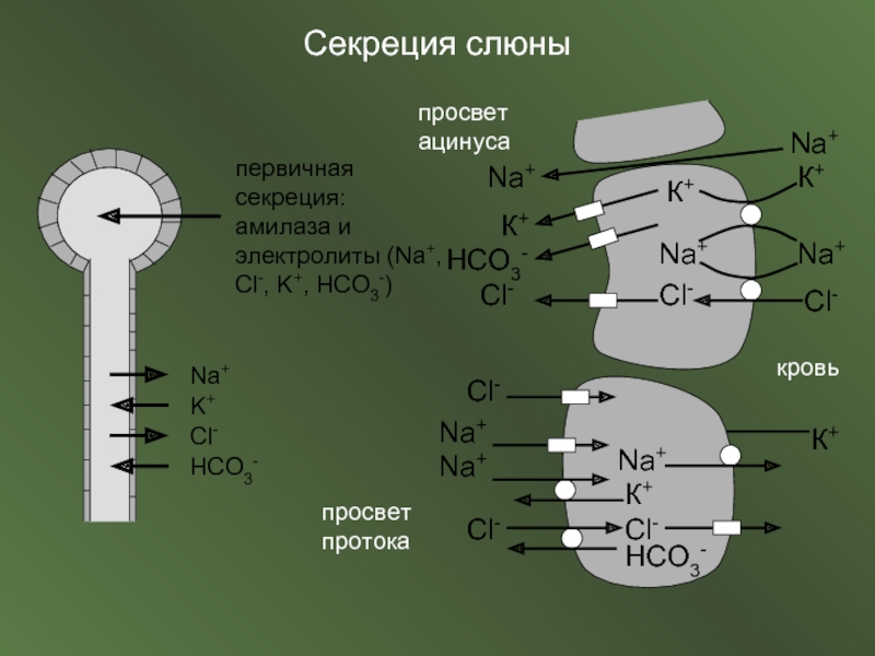 Схема отделения слюны