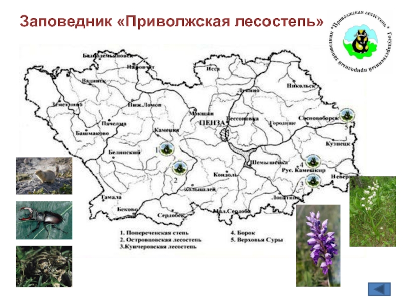 Приволжская лесостепь заповедник презентация