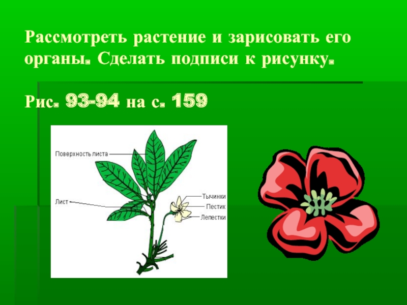 Рассмотреть растение и зарисовать его органы. Сделать подписи к рисунку.  Рис. 93-94 на с. 159