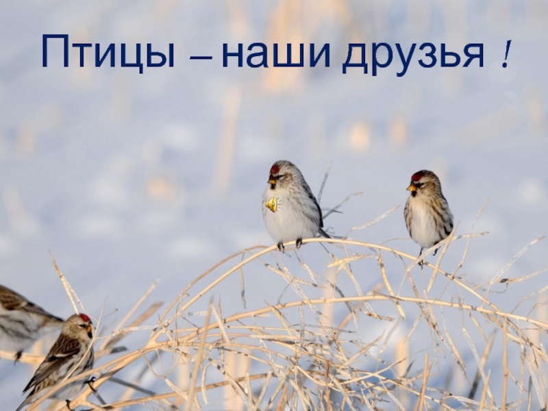Певчие птицы наши верные друзья нужно тире