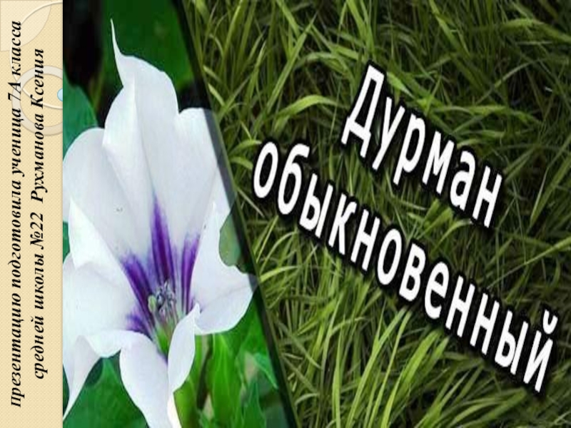 Дурман обыкновенный