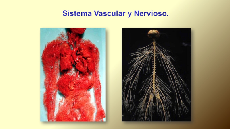 Sistema Vascular y Nervioso.