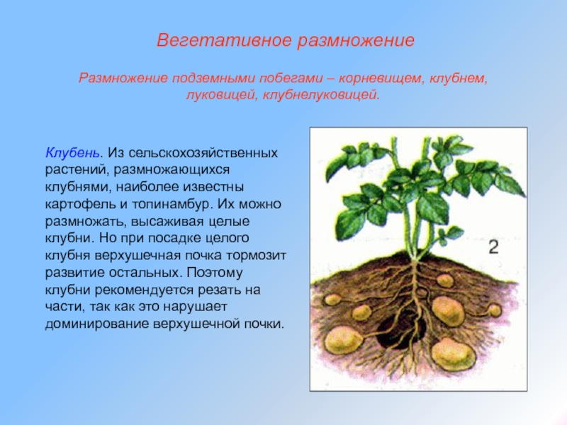 Как развивается клубень картофеля. Размножение клубнями топинамбура. Вегетативное размножение топинамбура. Клубни картофеля и топинамбура. Клубнями размножают картофель, топинамбур.