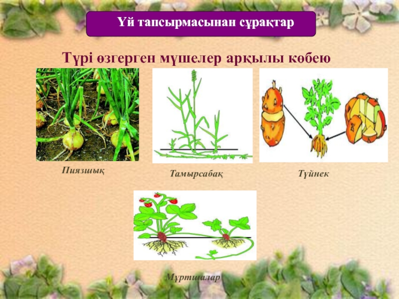 Өсімдіктердің көбеюі презентация