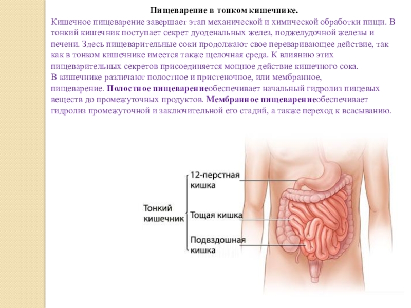 Пищеварение на поверхности оболочки тонкой кишки называется. Пищеварение в тонкой кишке механическая обработка. Механическая обработка пищи в тонком кишечнике. Пищеварение в тонком кишечнике. Состав секрета тонкого кишечника.