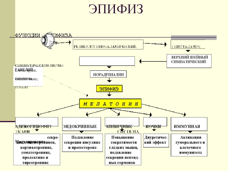 Железы внутренней секреции эпифиз