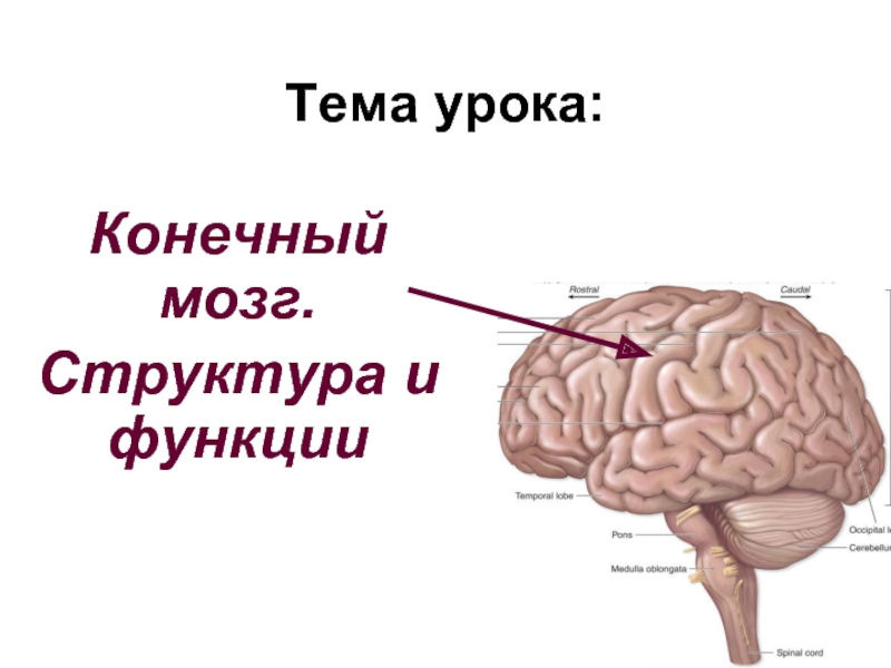 Презентация Конечный мозг. Структура и функции