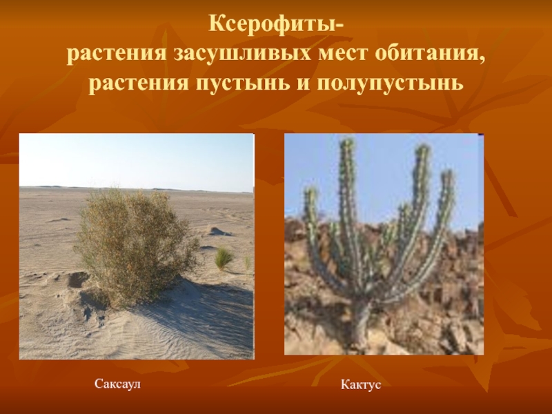 В засушливых условиях листья многих растений. Растения пустыни и полупустыни в России. Ксерофиты 3. Пустыни и полупустыни саксаул. Ксерофиты растения пустынь.