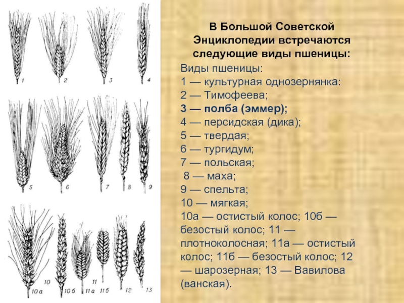 Виды пшеницы: 1 — культурная однозернянка: 2 — Тимофеева; 3 — полба (эммер); 4 — персидская (дика);