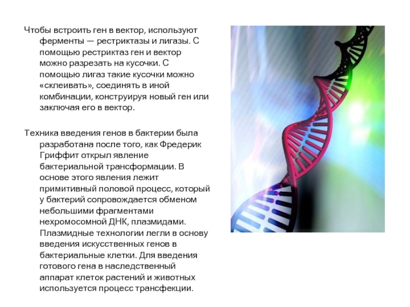 Чтобы встроить ген в вектор, используют ферменты — рестриктазы и лигазы. С помощью рестриктаз ген и вектор