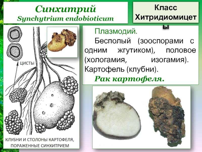 Раковый картофель. Синхитриум Synchytrium endobioticum. Плазмодий у хитридиомицетов. Synchytrium endobioticum жизненный цикл. Грибы паразиты синхитриум.