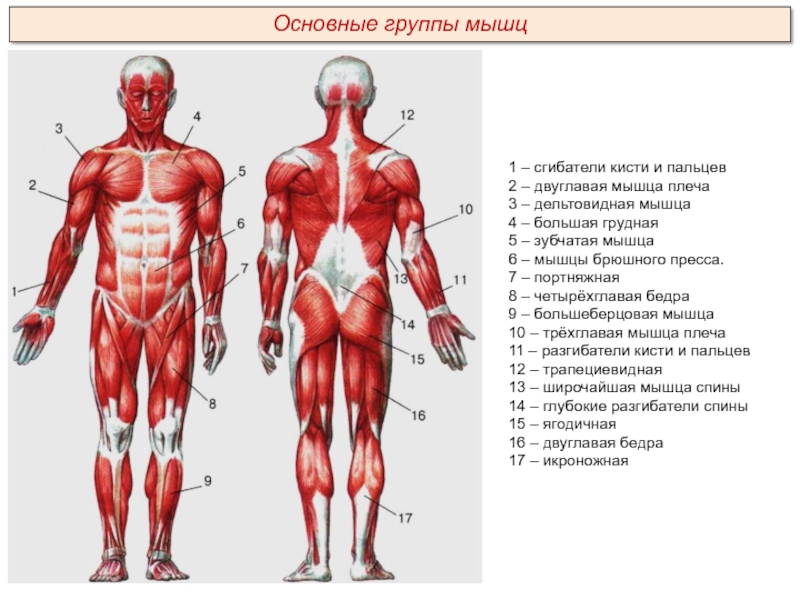 Выбери какая мышца на рисунке отмечена цифрой 4