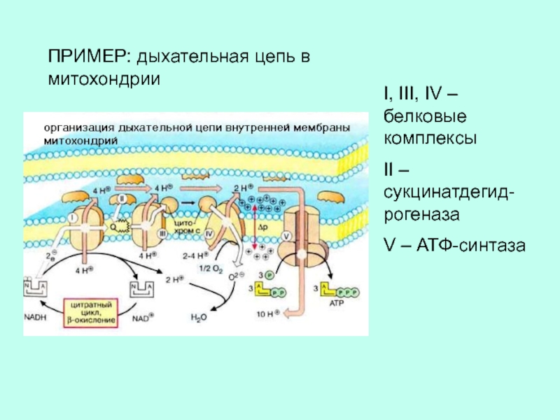 Организация дыхание. Второй комплекс дыхательной митохондриальной цепи. Схема структура дыхательной цепи митохондрий. Схема дыхательной цепи митохондрий биохимия. Электрон-транспортная цепь митохондрий.