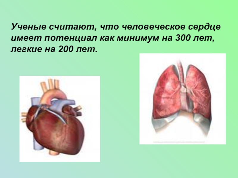 Ученые считают, что человеческое сердце имеет потенциал как минимум на 300 лет, легкие на 200 лет.