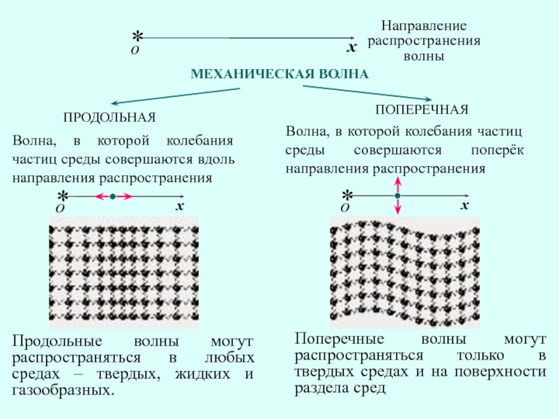 Примеры поперечных волн