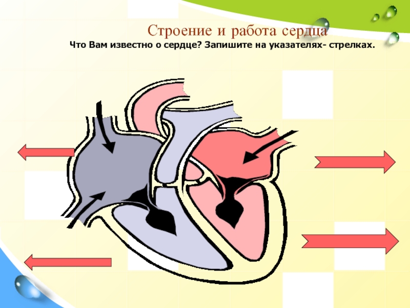 Класс строение сердца. Строение и работа сердца. Сердце конспект. Работа сердца конспект. Строение и работа сердца конспект.