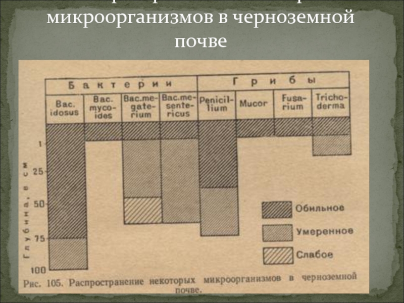 Микрофлора почвы микробиология. Обычная микрофлора почвы. Индекс бактерий в почве. Соотношение микробов в пашне.