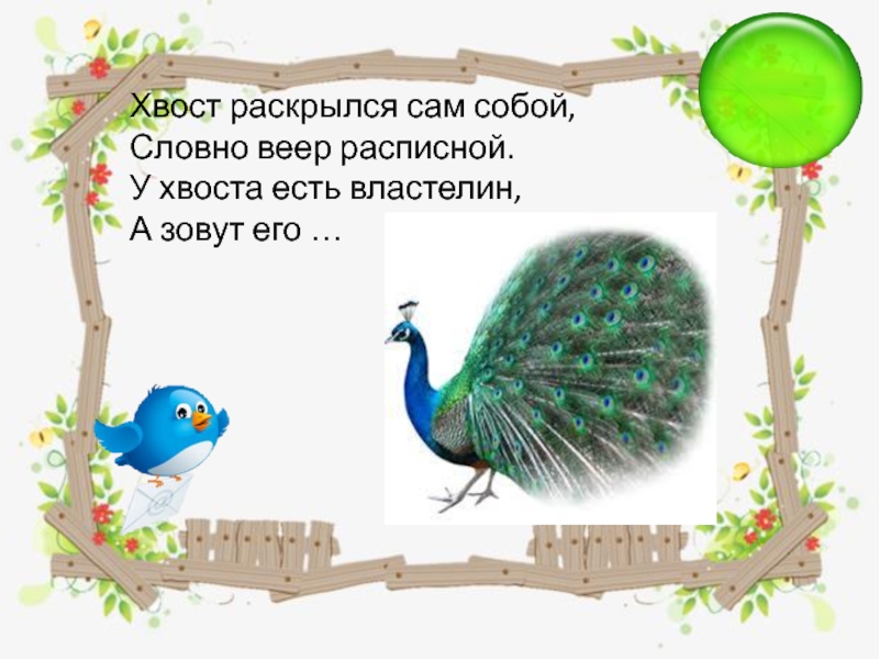 Время не птица за хвост не. Птица у которой хвост раскрывается. У какой птицы хвост веером. Птица которая раскрывает хвост веером. Для чего нужен хвост птицам.