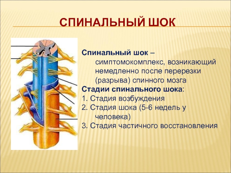 Полный разрыв спинного мозга. Стадии спинального шока. Спинальный ШОК физиология. Механизм спинального шока.