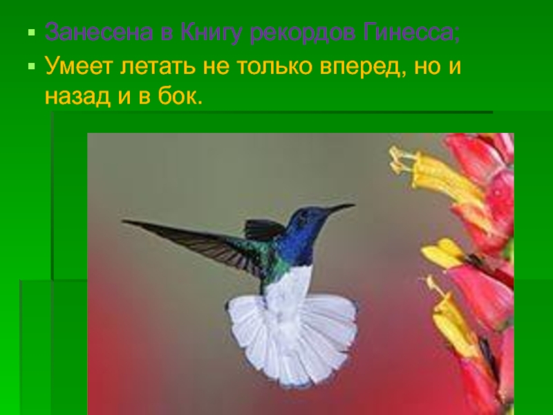 Песня про колибри. Колибри презентация. Загадка про Колибри для детей. Стихотворение про Колибри для детей. Проект про КОЛИБРИЮ 5 класс.