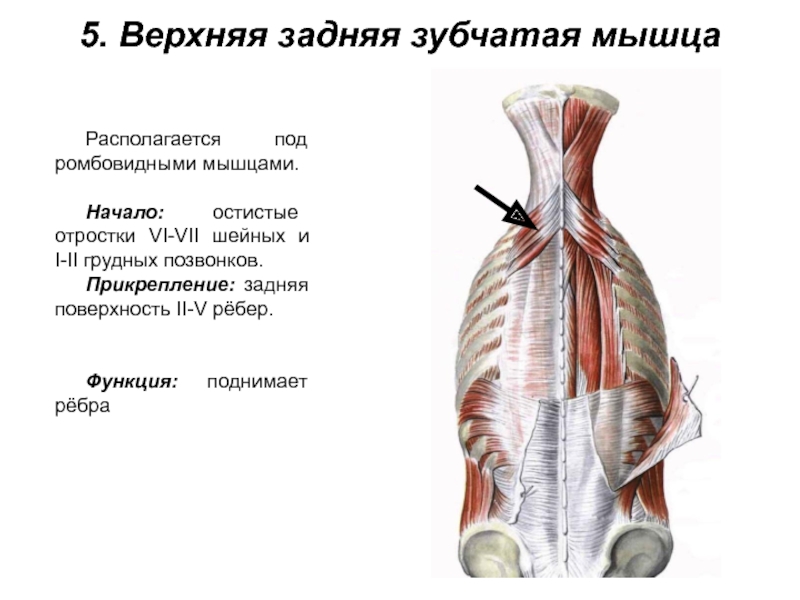 Реферат: Мышцы: начало, место прикрепления, функция