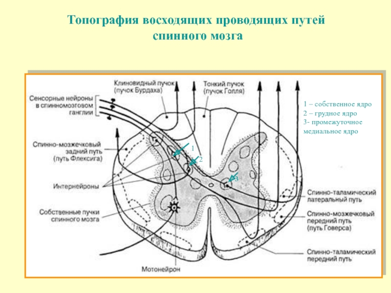 Схему прохождения восходящих и нисходящих путей в спинном мозге