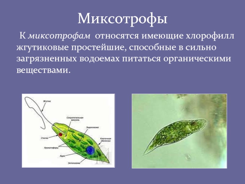 Миксотрофы 	К миксотрофам относятся имеющие хлорофилл жгутиковые простейшие, способные в сильно загрязненных водоемах питаться органическими веществами.