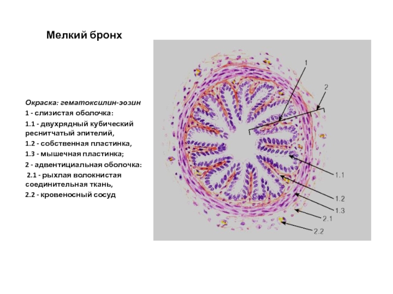Оболочки бронхов. Легкая окраска гематоксилином эозином. Препарат легкое окраска гематоксилин-эозин. Ядро клетки окраска гематоксилином и эозином. Крупный бронх окраска гематоксилин эозином.