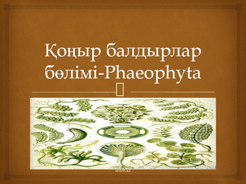 Қоңыр балдырлар бөлімі- Phaeophyta