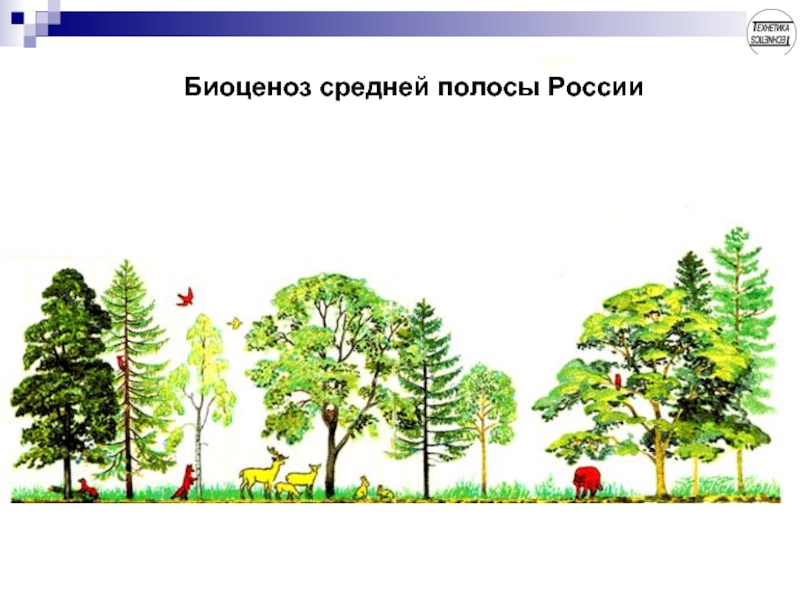 Биоценоз средней полосы России