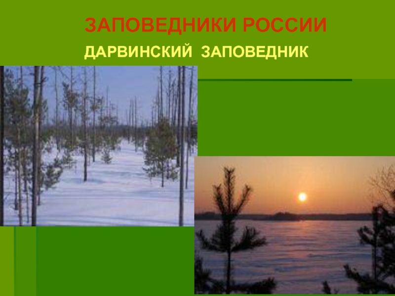 Природное сообщество болото 3 класс занков презентация