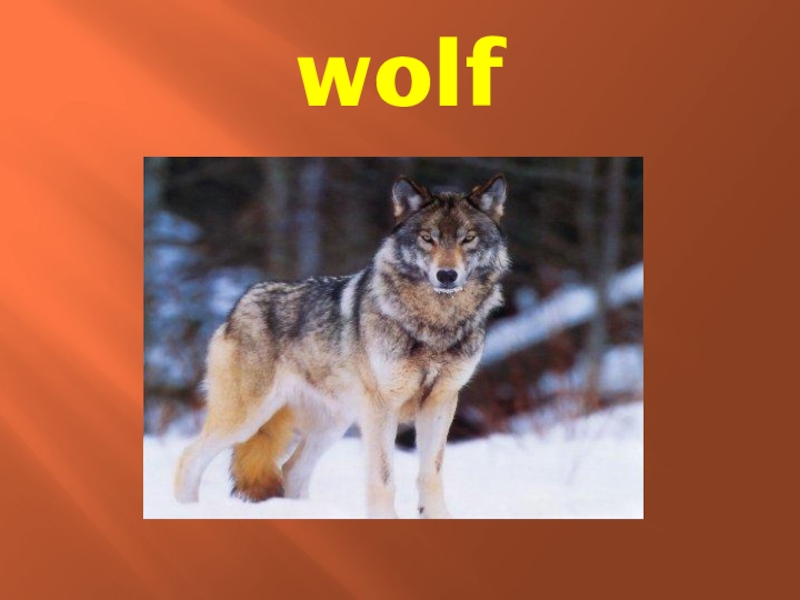 Слово wolf. Волк презентация на английском. Я 2 класса животные. Презентация 2 класс animals титул. Джек Лондон бурый волк презентация 3 класс школа 21 века.