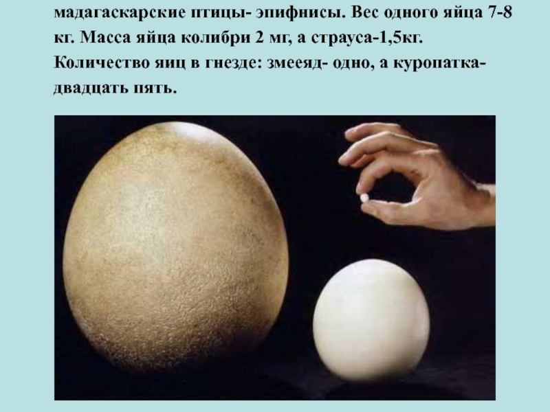 Самое сильное яйцо. Самое большое яйцо птицы. Самое большое яйцо птицы в мире. Самое болшое яйцо в мре. Самые крупные птичьи яйца.