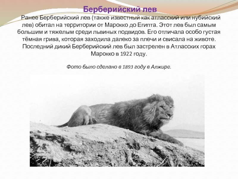 Берберийский лев    Ранее Берберийский лев (также известный как атласский или нубийский лев)